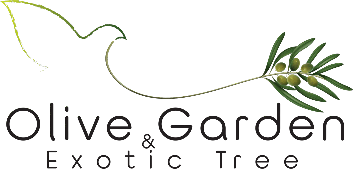 Olive & Garden Exotic Tree